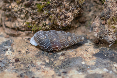 Obscurella bicostulata