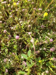 Trifolium tomentosum