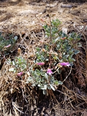 Penstemon caesius