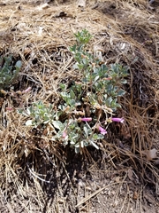 Penstemon caesius