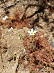 Leptosiphon breviculus