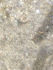 Lampetra fluviatilis