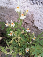 Linaria reflexa reflexa