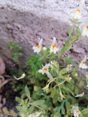 Linaria reflexa reflexa