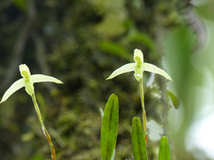 Maxillaria acuminata