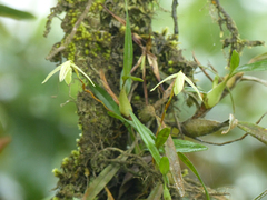 Maxillaria acuminata