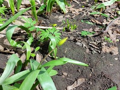 Tulipa sylvestris biebersteiniana