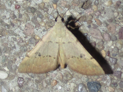 Hemeroplanis rectalis