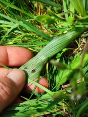 Neotinea ustulata ustulata