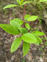 Cornus sericea