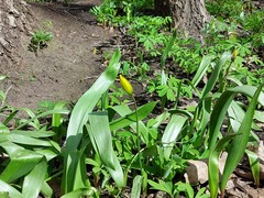 Tulipa sylvestris biebersteiniana