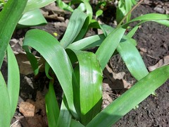 Tulipa sylvestris biebersteiniana