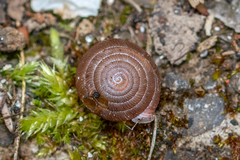 Oestophorella buvinieri