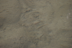 Catostomus commersonii