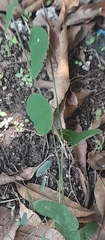 Passiflora biflora image