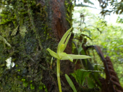 Maxillaria acuminata