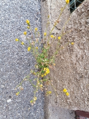 Senecio leucanthemifolius
