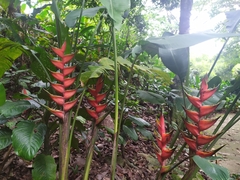 Heliconia