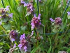 Lamium purpureum