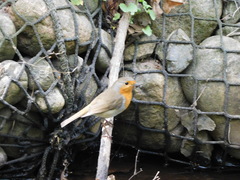 Erithacus rubecula