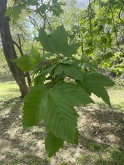Acer