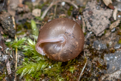 Oestophorella buvinieri