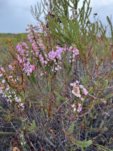 Image of Erica filipendula by (c) Charleen Brunke, some rights reserved (CC BY)