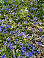 Veronica liwanensis