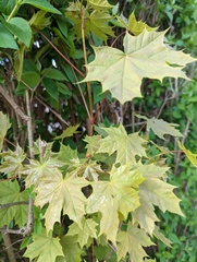 Acer platanoides