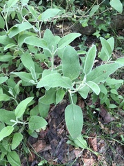 Salvia officinalis
