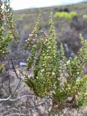 Erica placentiflora