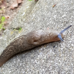 Limacus