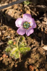 Drosera pauciflora