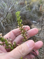 Erica placentiflora