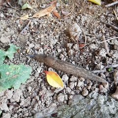 Limacus