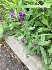 Anchusa officinalis