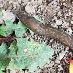 Limacus