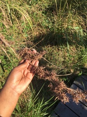 Carex zuluensis