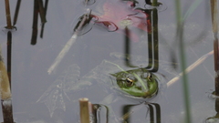 Pelophylax