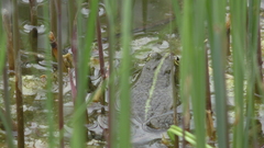 Pelophylax