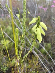 Erica filipendula