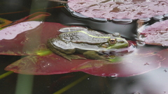 Pelophylax