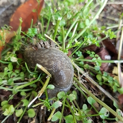 Limacus