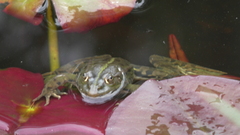 Pelophylax