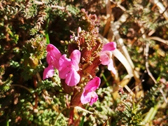 Pedicularis sylvatica