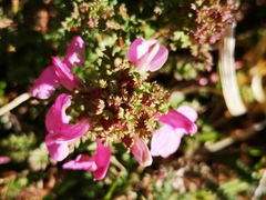 Pedicularis sylvatica
