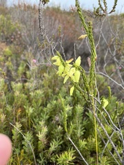 Erica filipendula