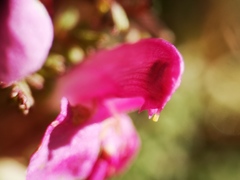 Pedicularis sylvatica