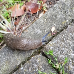 Limacus