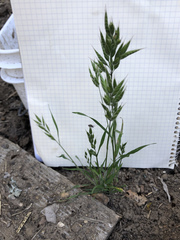 Bromus hordeaceus